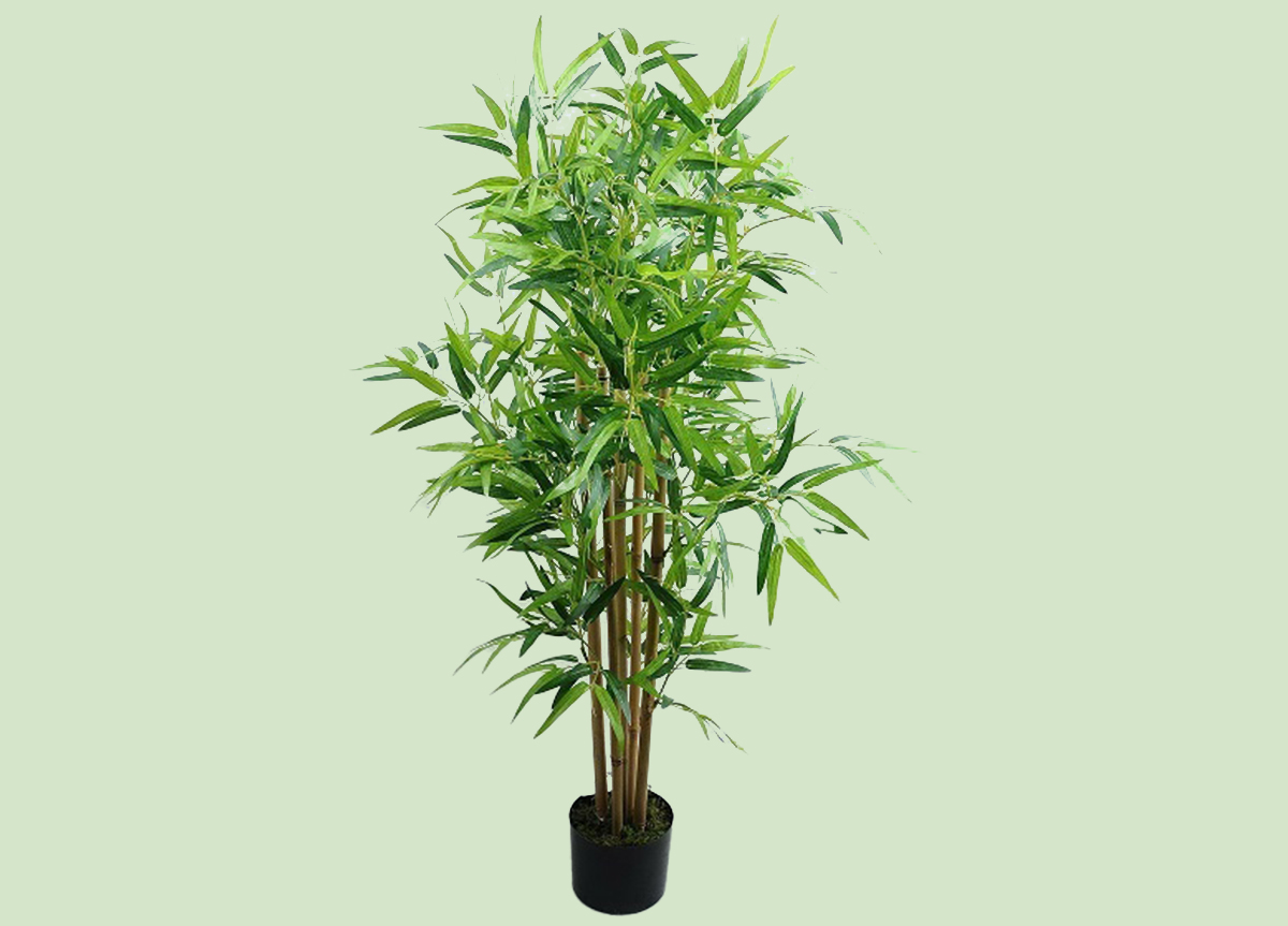 עציץ במבוק עציץ במבוק