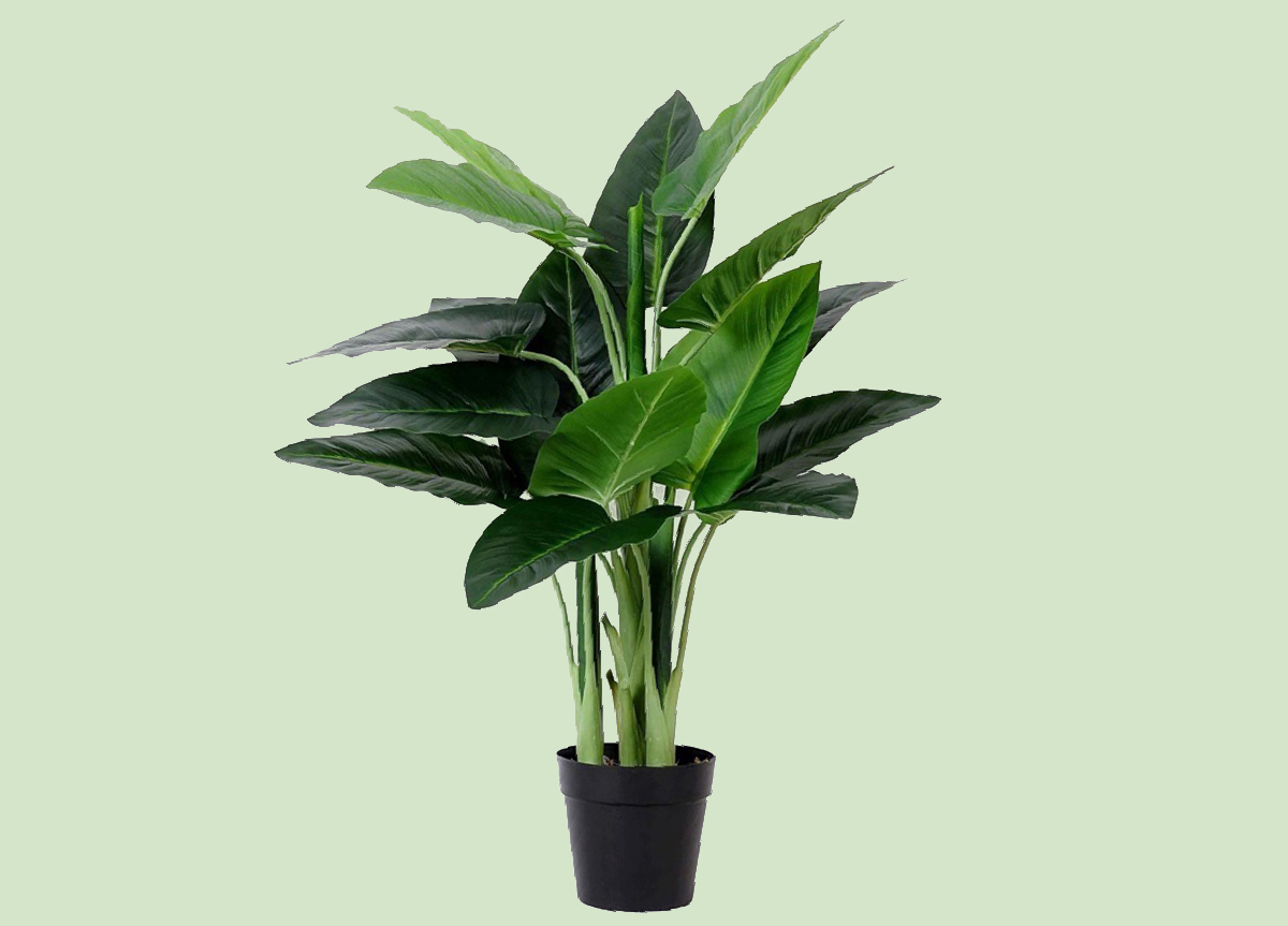 עציץ עלי אוזן פיל