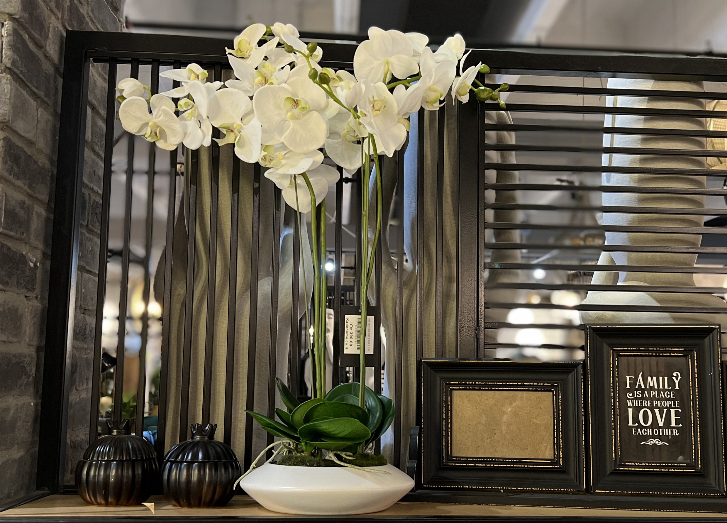 עציץ 3 סחלבים עציץ 3 סחלבים