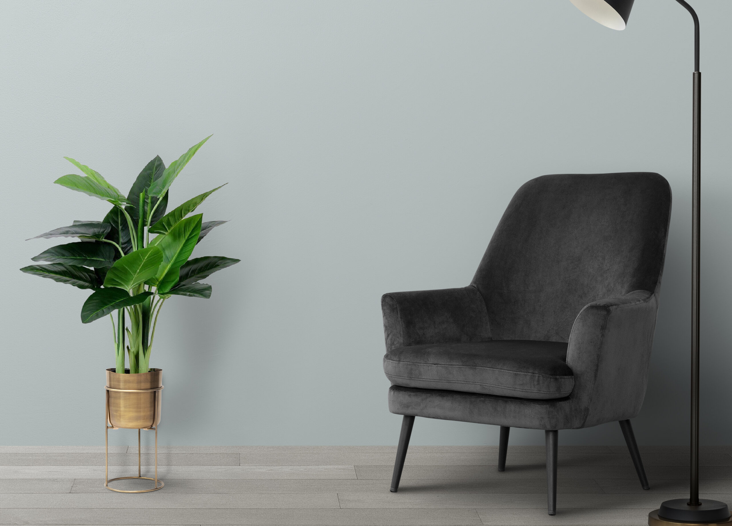 עציץ עלי אוזן פיל