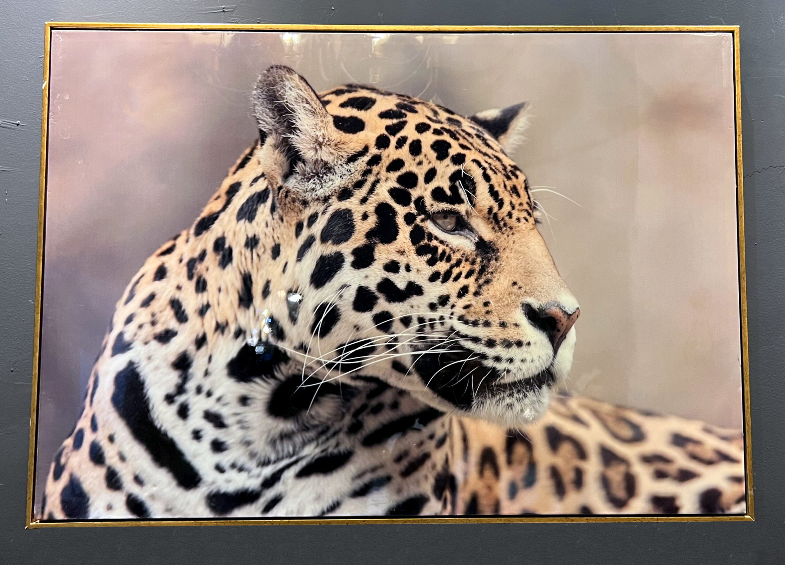 תמונה מבריקה נמר תמונה מבריקה נמר