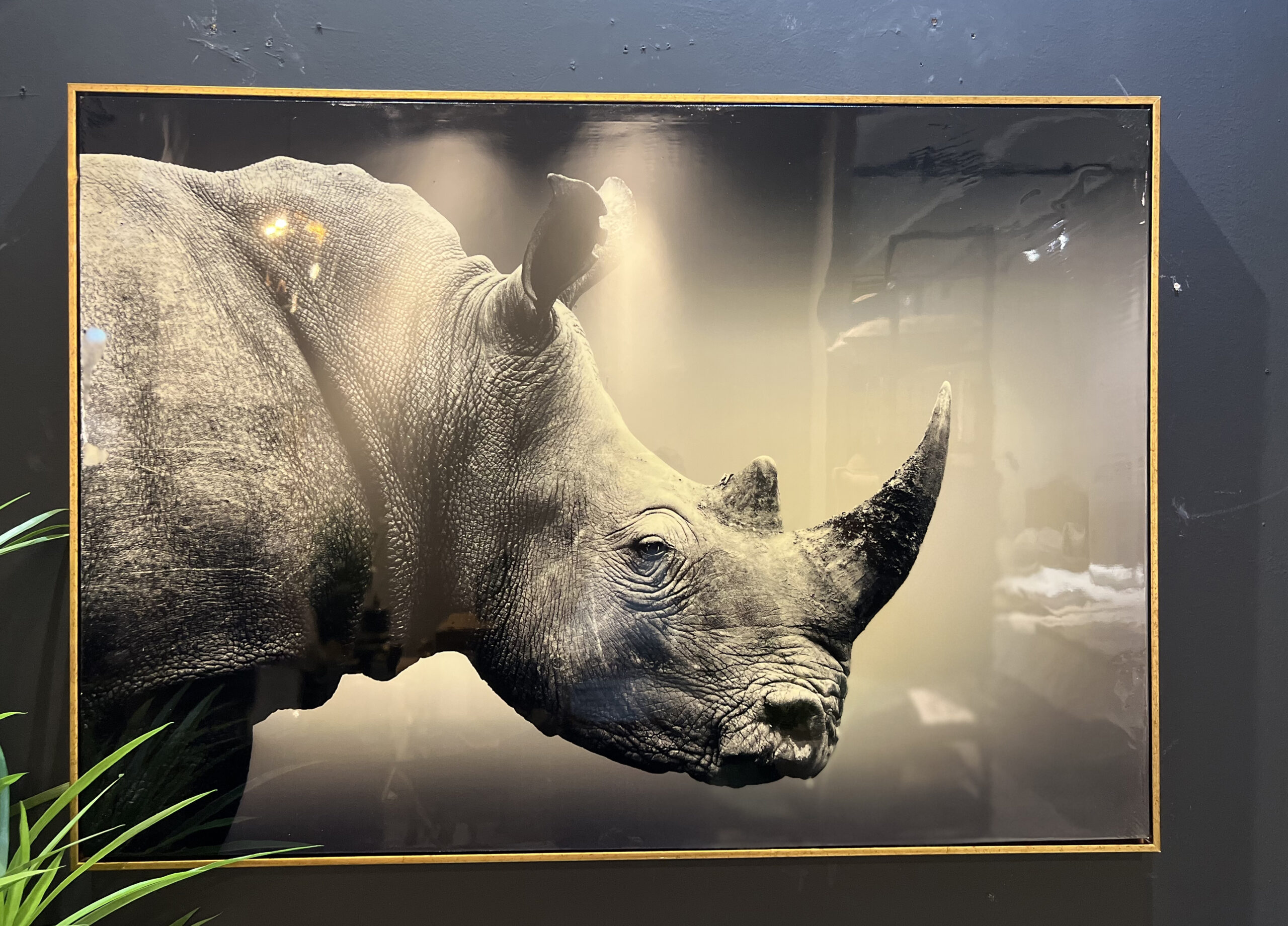 תמונה מבריקה קרנף