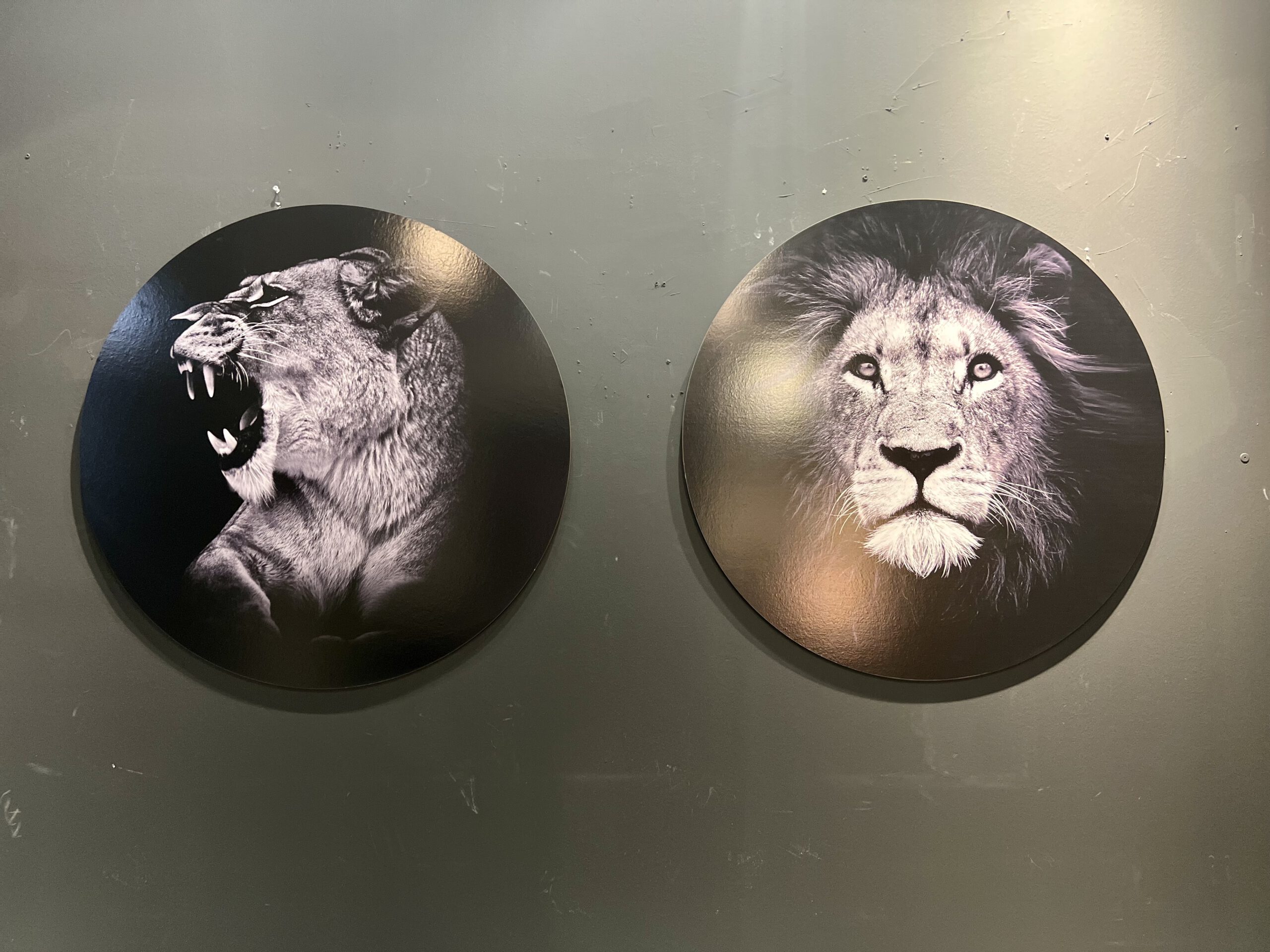 תמונה עגולה שחור לבן קוטר 80 אריה תמונה עגולה שחור לבן קוטר 80 אריה