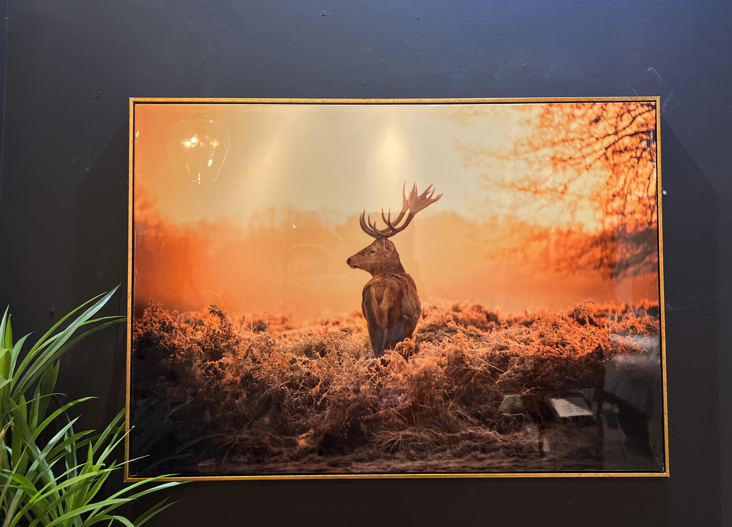 תמונה מבריקה צבי תמונה מבריקה צבי