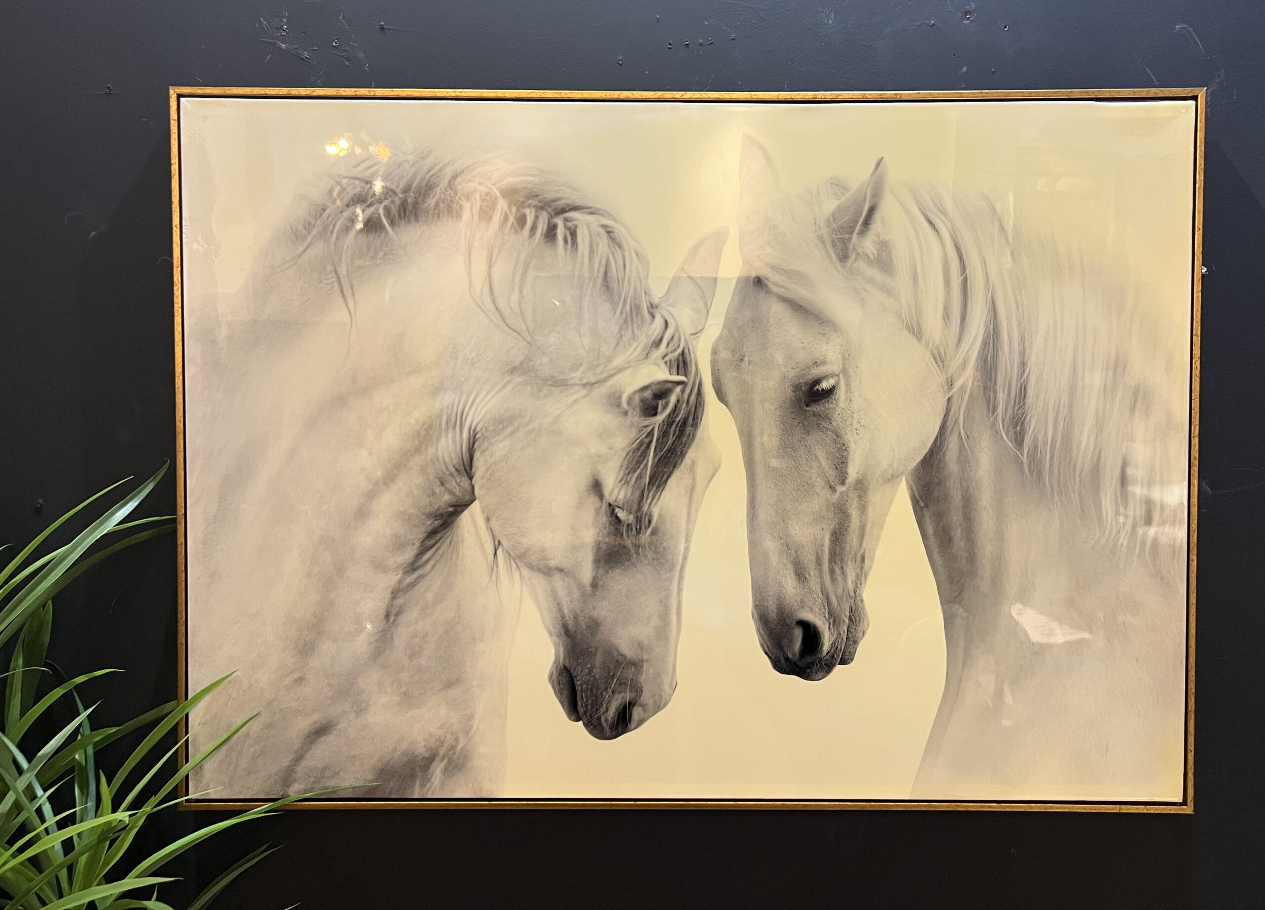 תמונה מבריקה סוסים תמונה מבריקה סוסים