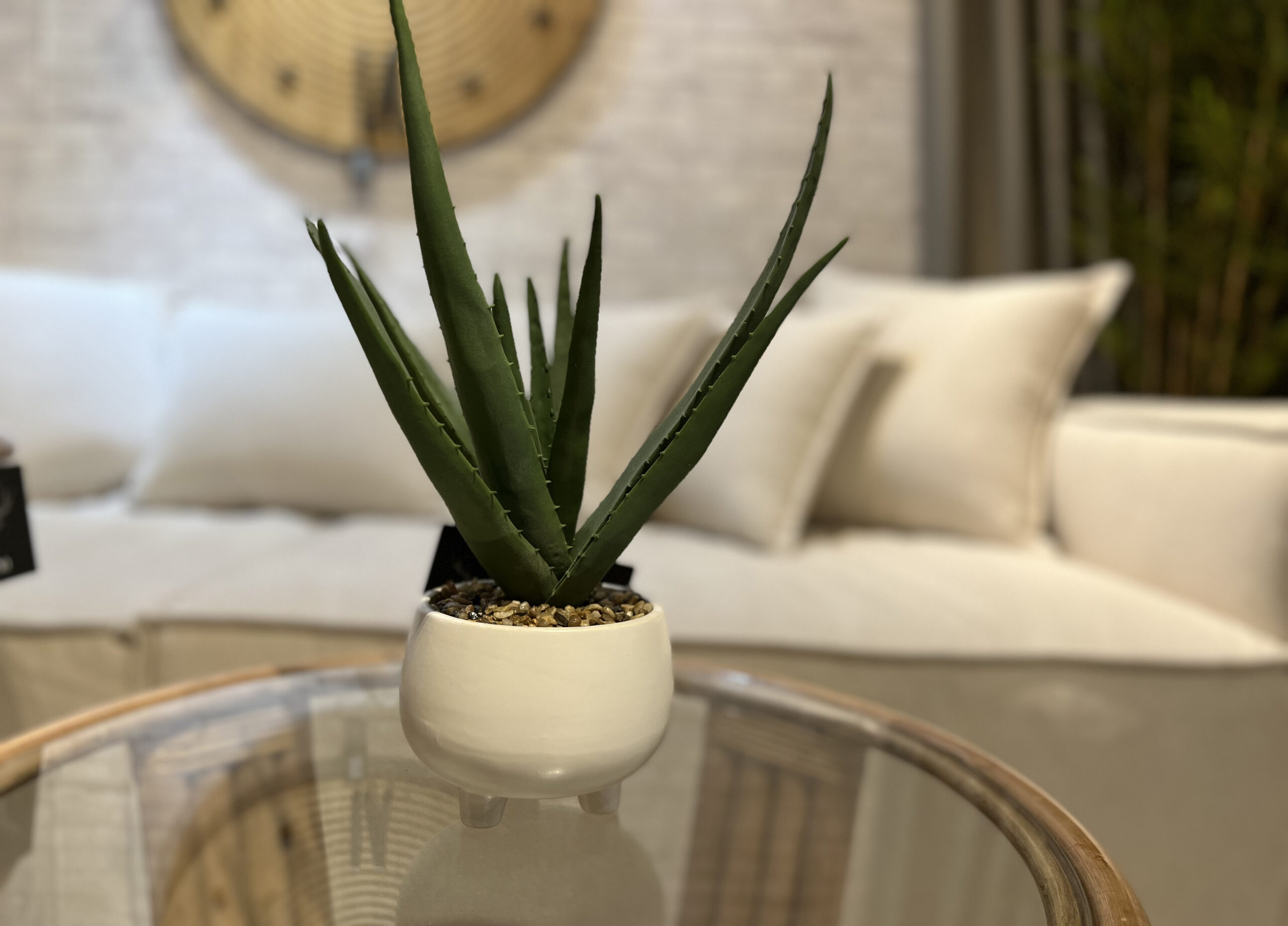 עציץ אלוורה כד לבן עציץ אלוורה כד לבן