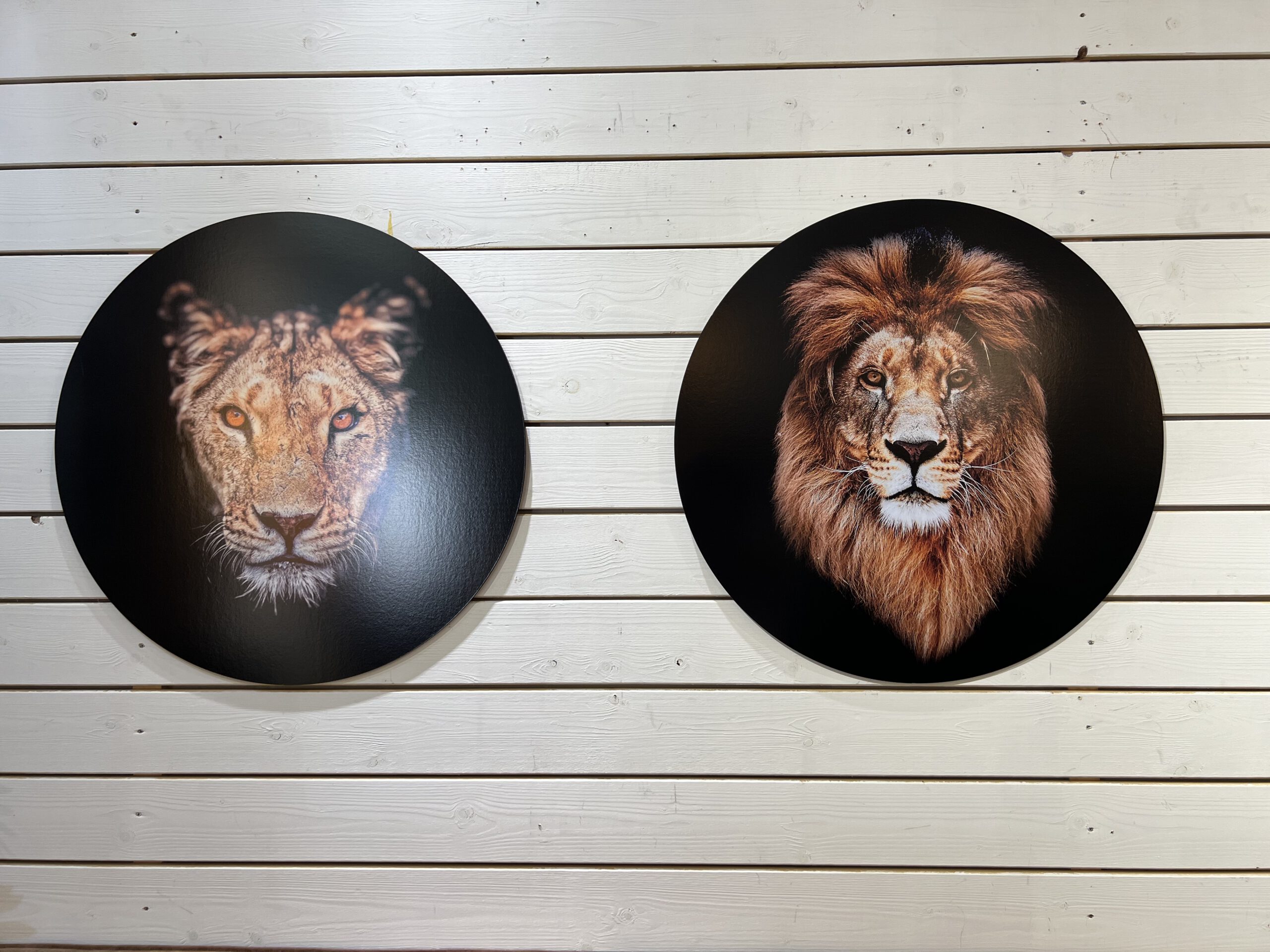 תמונה עגולה צבעוני קוטר 80 אריה תמונה עגולה צבעוני קוטר 80 אריה