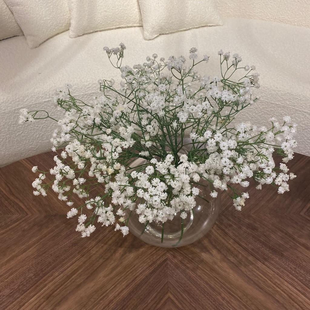 ענף גיבסנית שמנת ברלה ענף גיבסנית שמנת ברלה