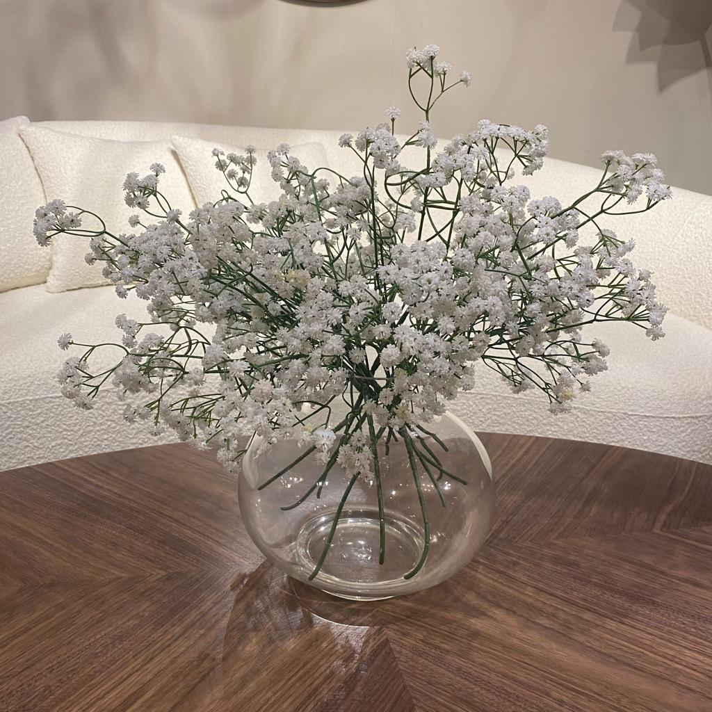 ענף גיבסנית שמנת ברלה ענף גיבסנית שמנת ברלה