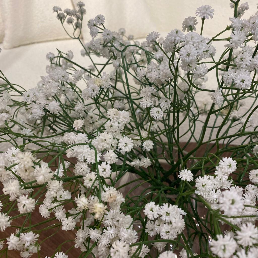 ענף גיבסנית שמנת ברלה ענף גיבסנית שמנת ברלה