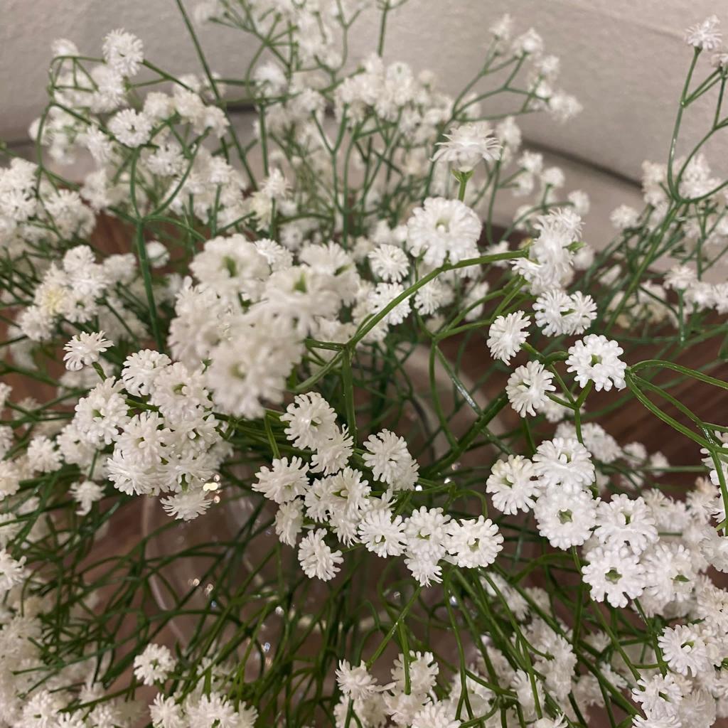 ענף גיבסנית שמנת ברלה ענף גיבסנית שמנת ברלה