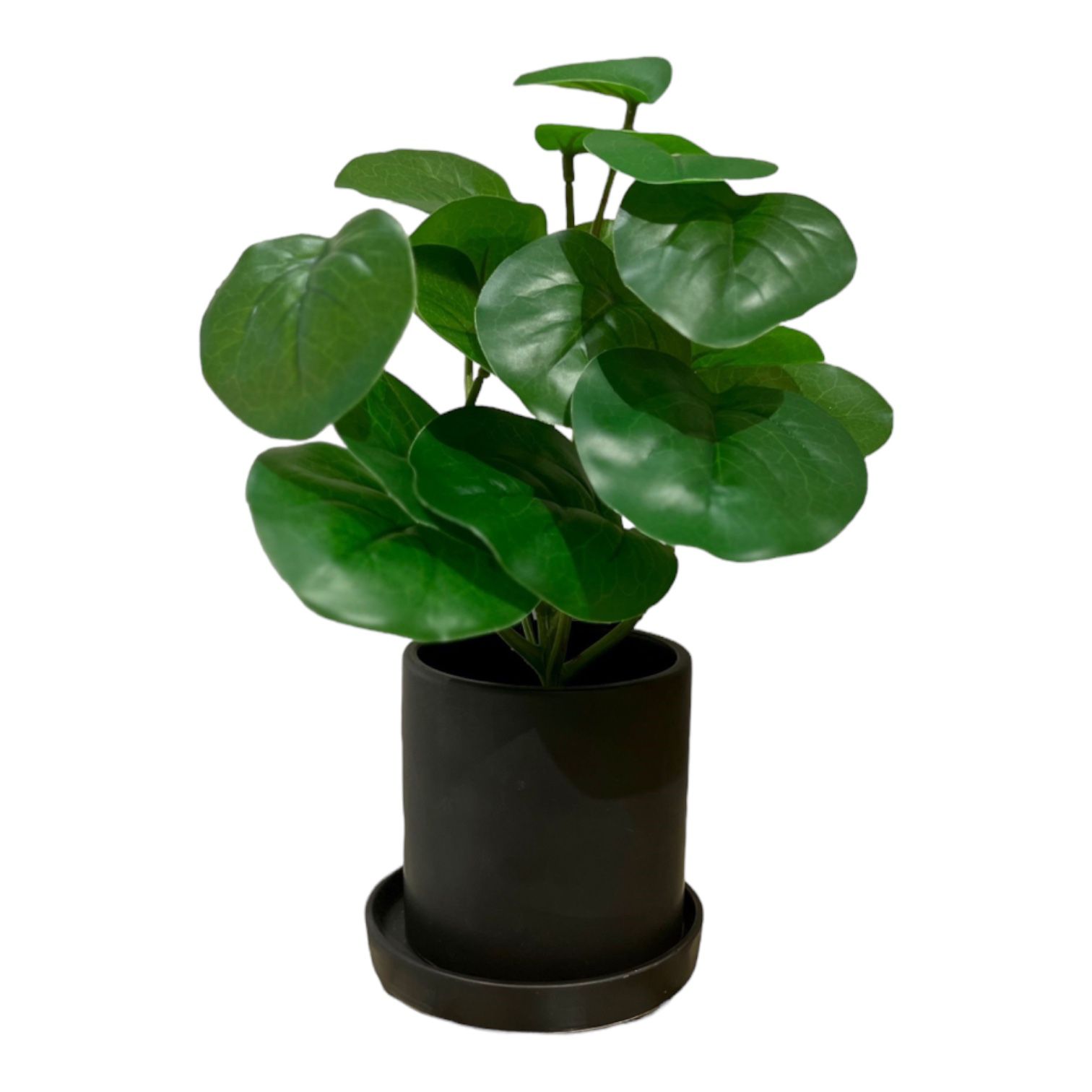 עציץ כלי שחור עלים ירוקים דגם איקו עציץ כלי שחור עלים ירוקים דגם איקו