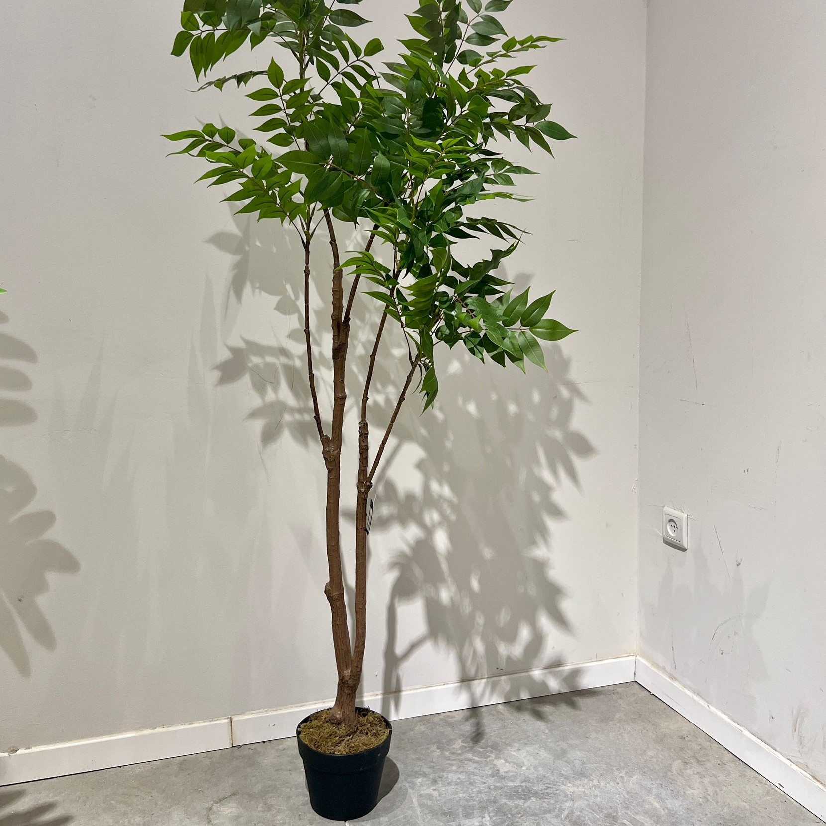 עץ עציץ עלים קטנים עדינים דגם איקו עץ עציץ עלים קטנים עדינים דגם איקו