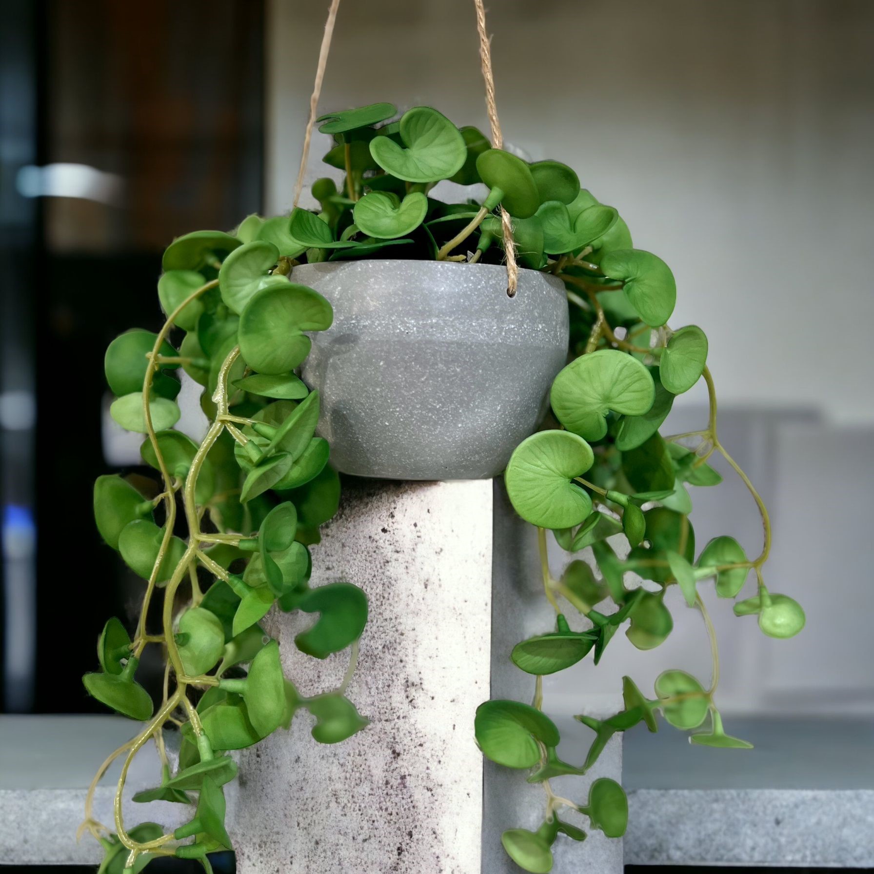 עציץ ירק נשפך דגם איקו עציץ ירק נשפך דגם איקו