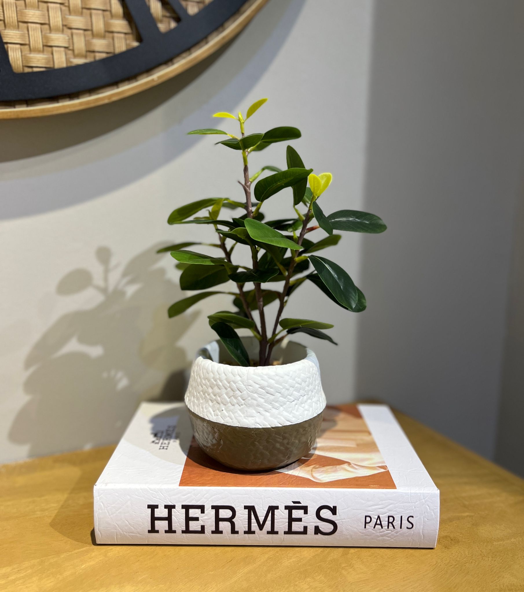 עציץ כלי נסקפה לבן חצוי דגם איקו עציץ כלי נסקפה לבן חצוי דגם איקו