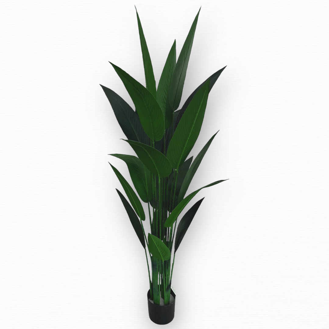 עץ עציץ עלים רחבים בננה גובה 140 דגם איקו