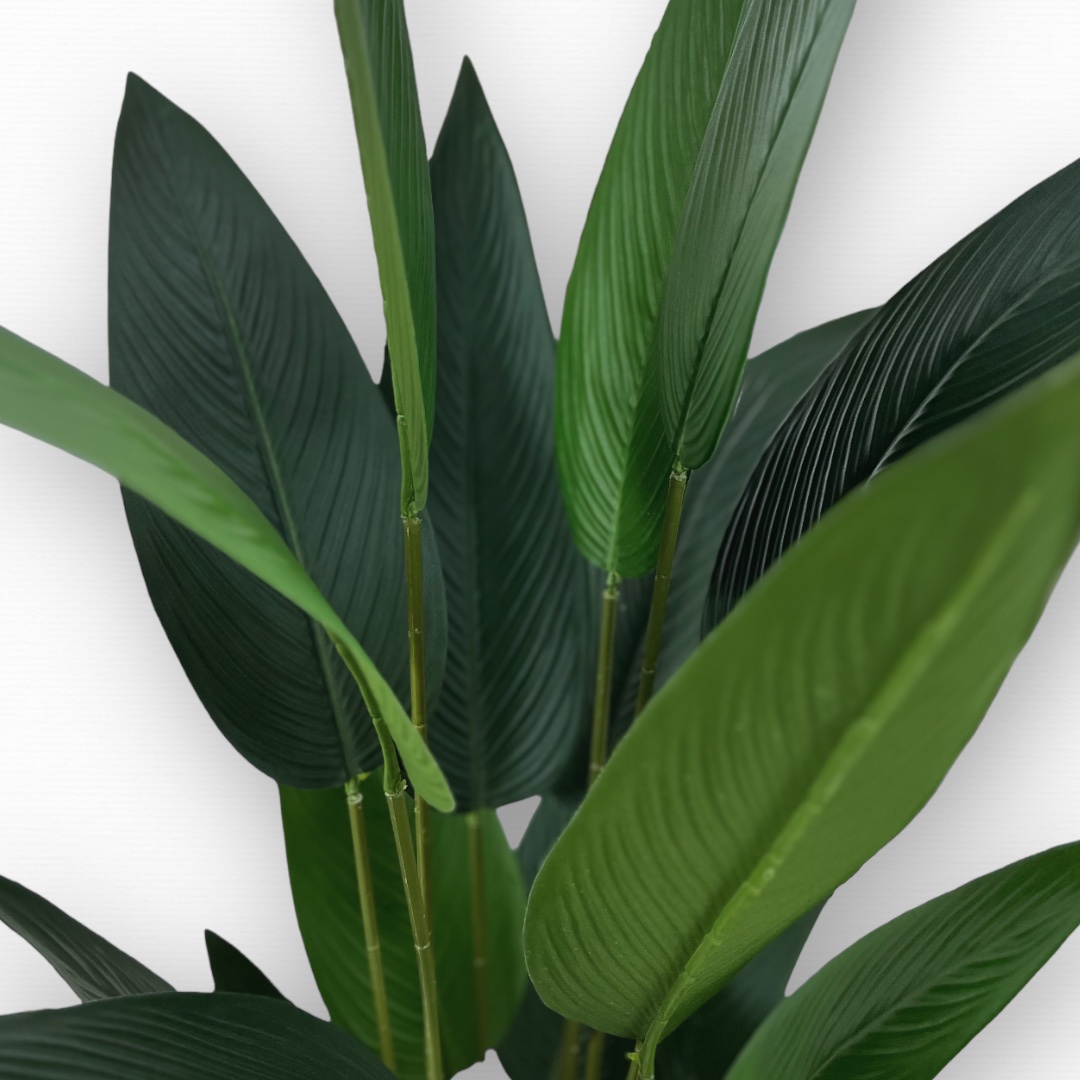 עץ עציץ עלים רחבים בננה גובה 140 דגם איקו