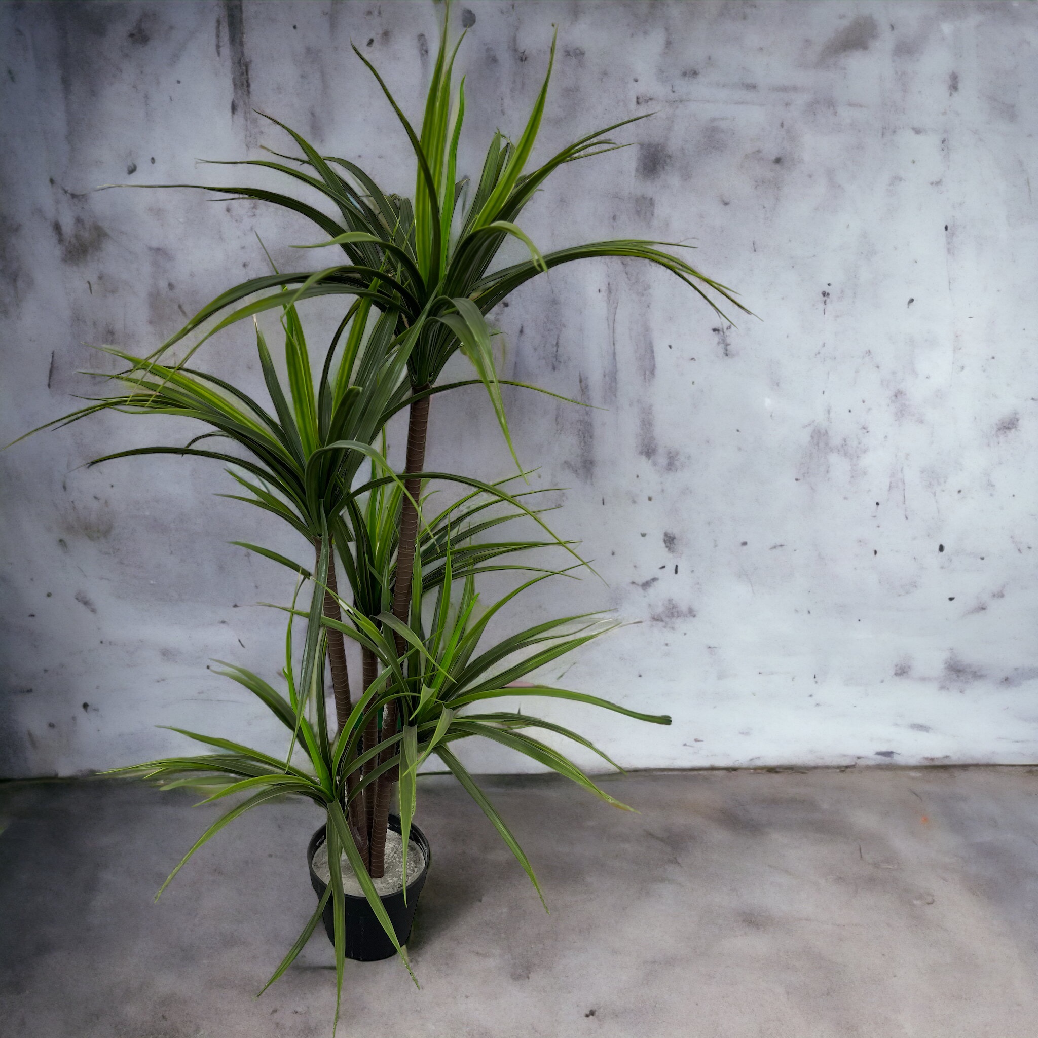 עץ עציץ קוצני 3קנים גובה 150 דגם איקו