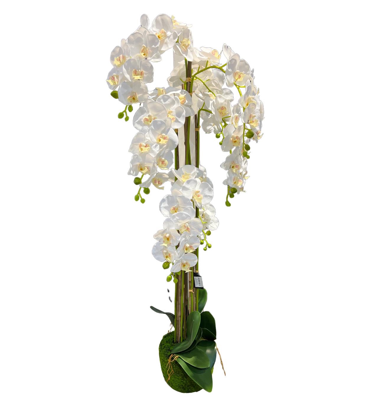 עציץ סחלב לבן 9 קנים גובה 120 דגם איקו עציץ סחלב לבן 9 קנים גובה 120 דגם איקו