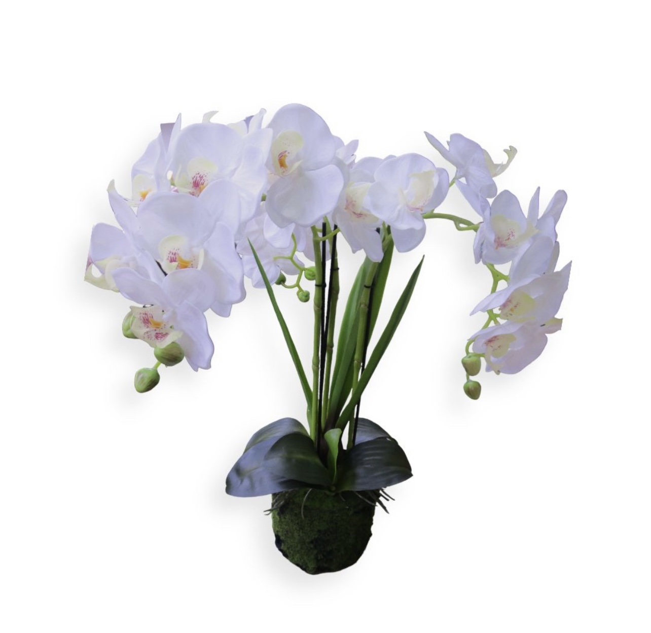 עציץ סחלב לבן 70 ס״מ עלים דקים דגם אליס עציץ סחלב לבן 70 ס״מ עלים דקים דגם אליס