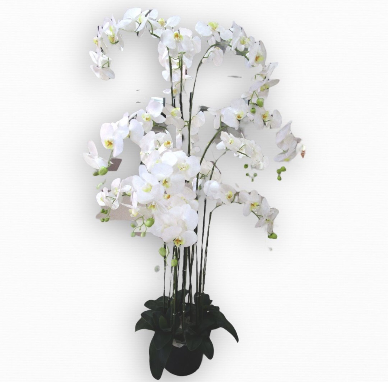 עציץ סחלב לבן 13 קנים גובה 1.5 מטר דגם אליס עציץ סחלב לבן 13 קנים גובה 1.5 מטר דגם אליס