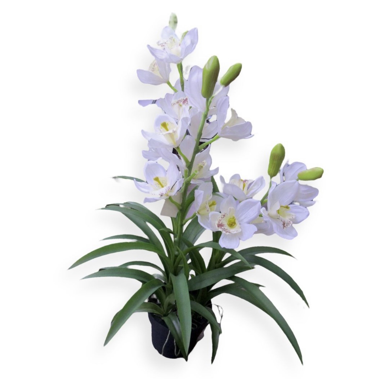 עציץ סחלב לבן 60 ס״מ עלים דקים דגם אליס עציץ סחלב לבן 60 ס״מ עלים דקים דגם אליס