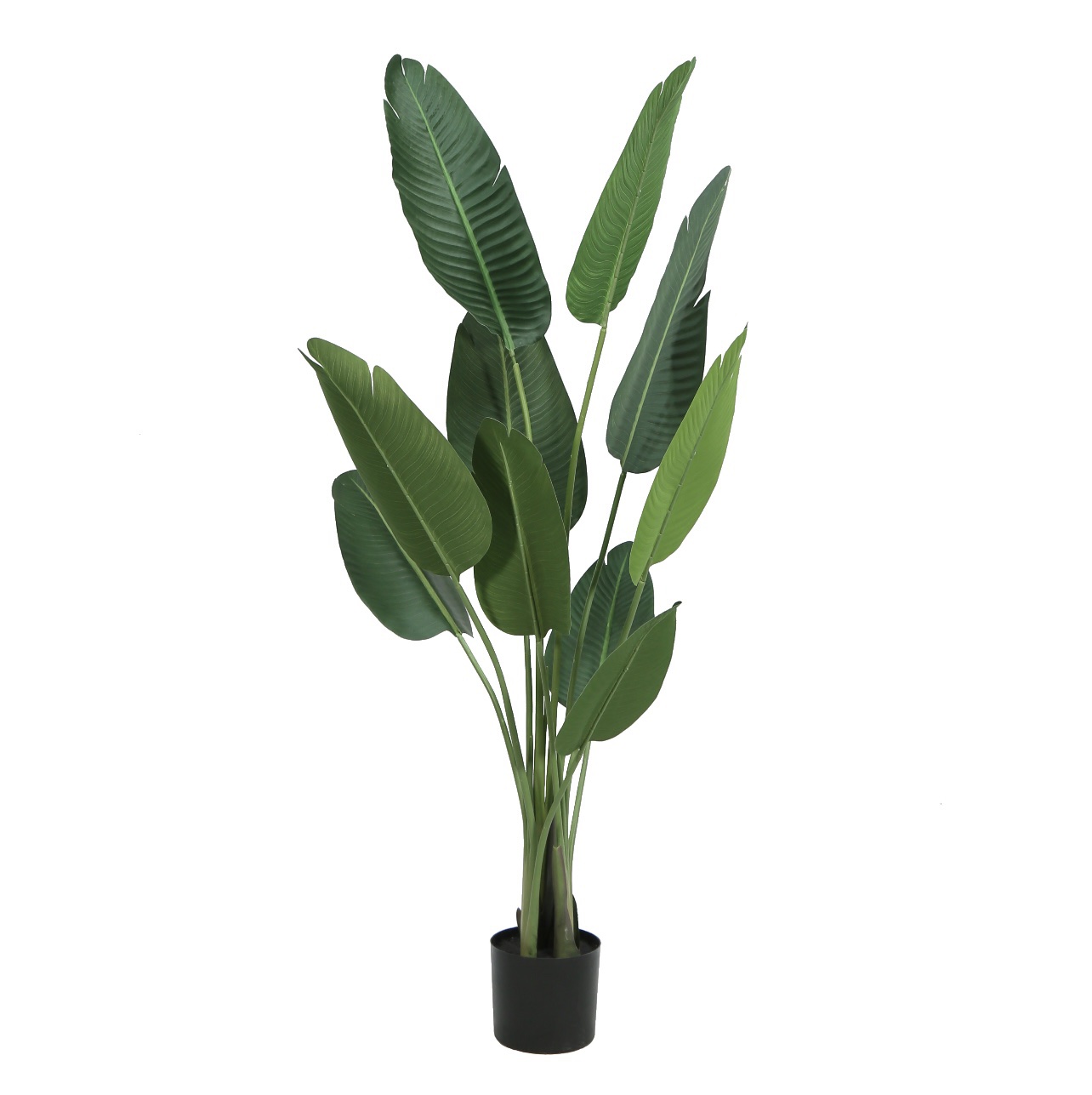 עץ עציץ עלים רחבים בננה 10 גובה 160 דגם אליס עץ עציץ עלים רחבים בננה 10 גובה 160 דגם אליס