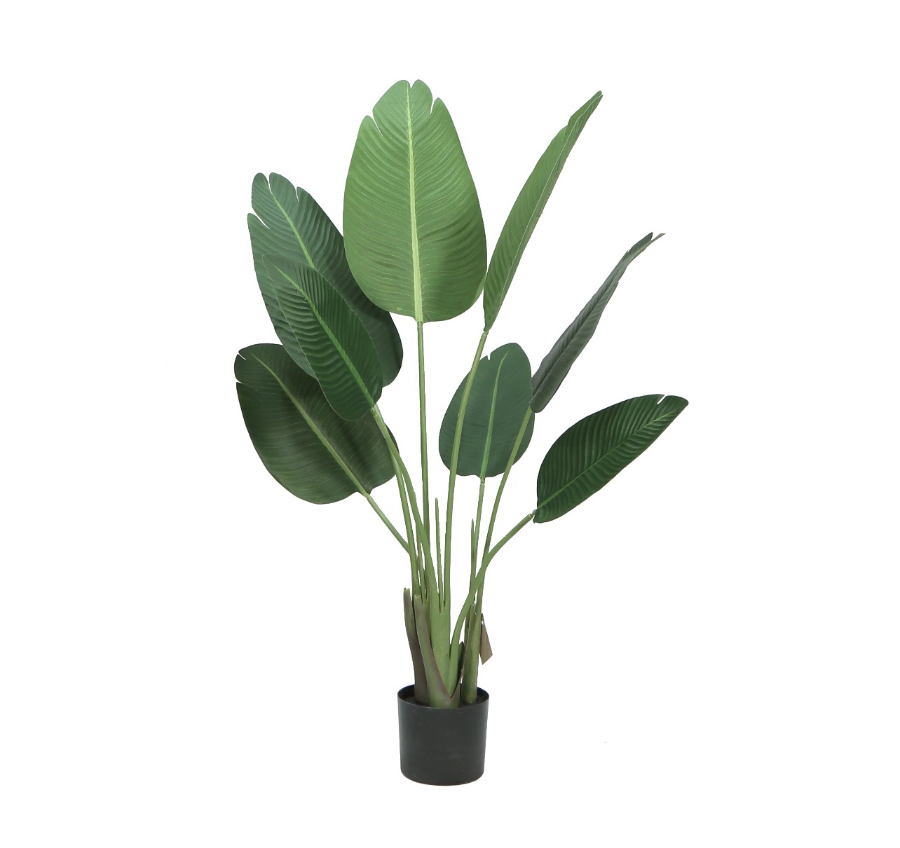 עץ עציץ עלים רחבים בננה 8 גובה 120 דגם אליס עץ עציץ עלים רחבים בננה 8 גובה 120 דגם אליס