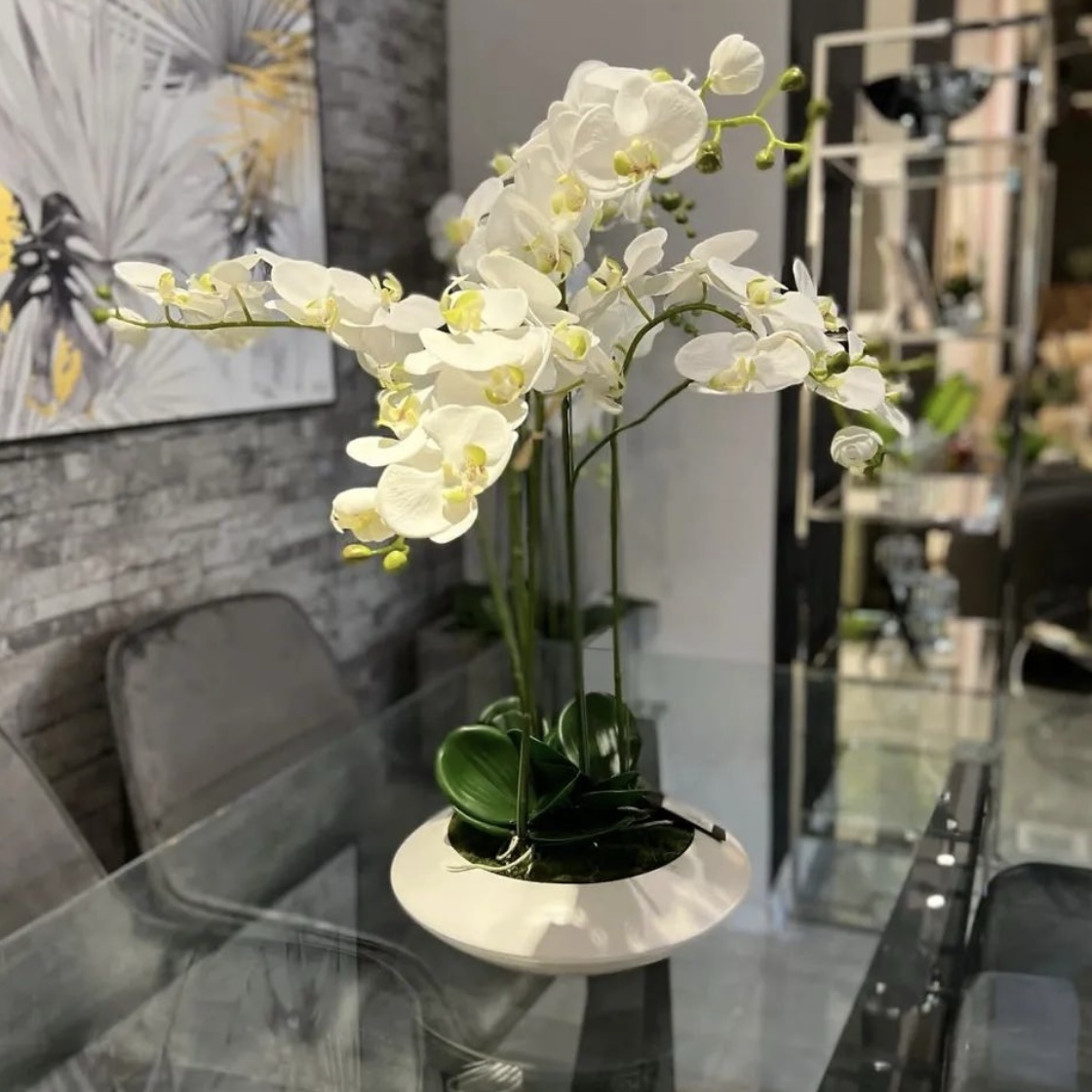 עציץ 5 סחלבים לבנים עציץ 5 סחלבים לבנים