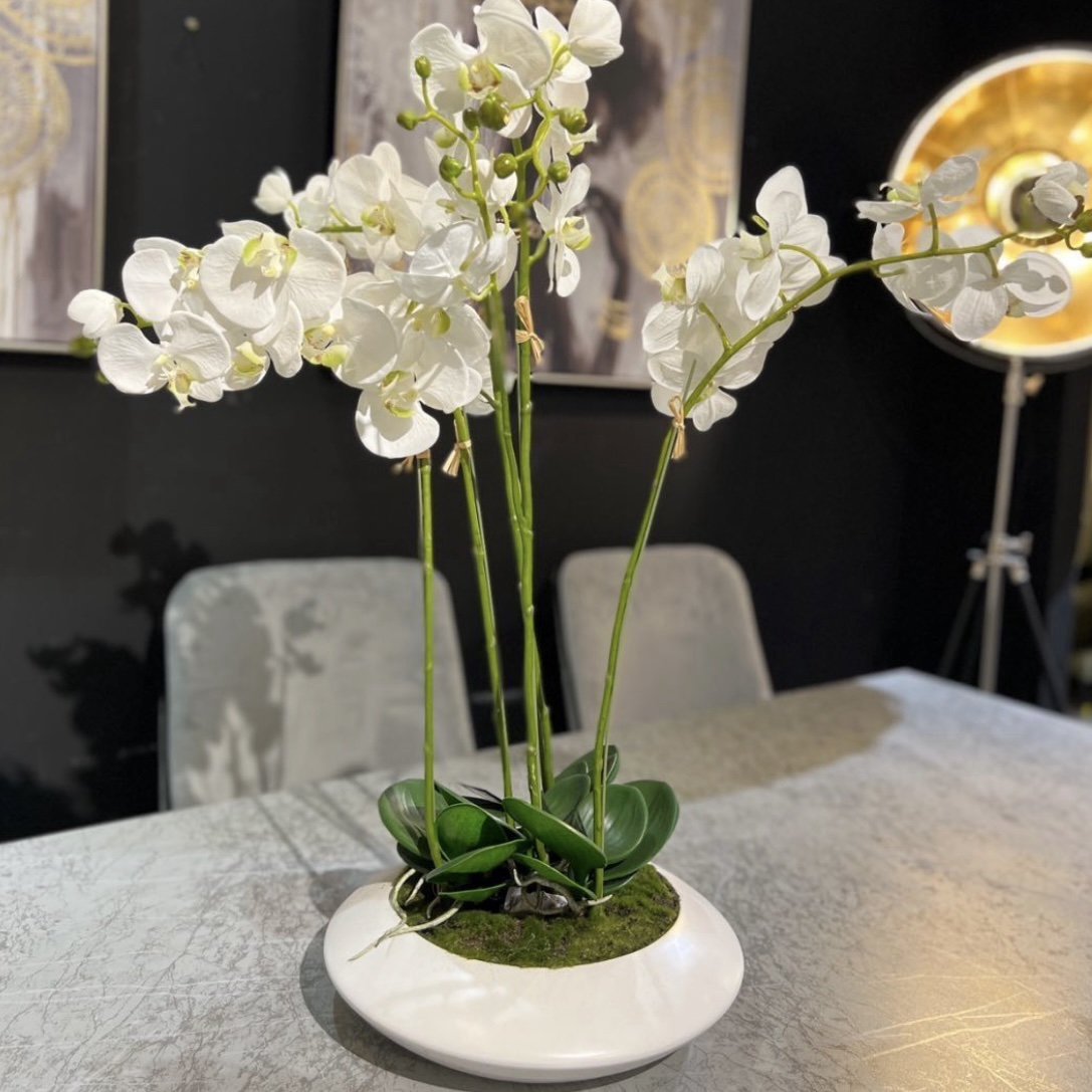 עציץ 5 סחלבים לבנים עציץ 5 סחלבים לבנים