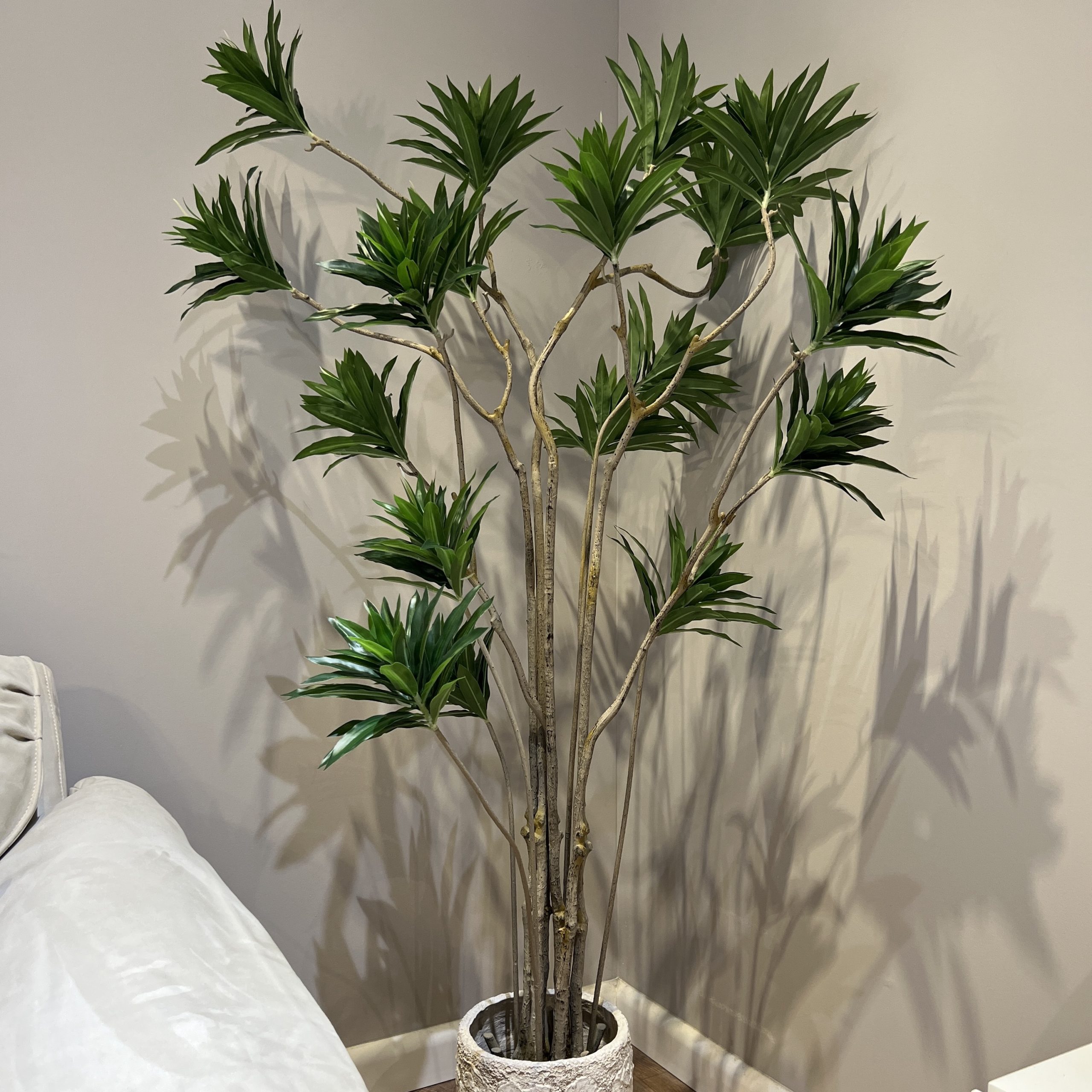 עץ עציץ דרצנה ראשים ירוקים גזעים חומים דקים גובה 180 דגם אליס עץ עציץ דרצנה ראשים ירוקים גזעים חומים דקים גובה 180 דגם אליס