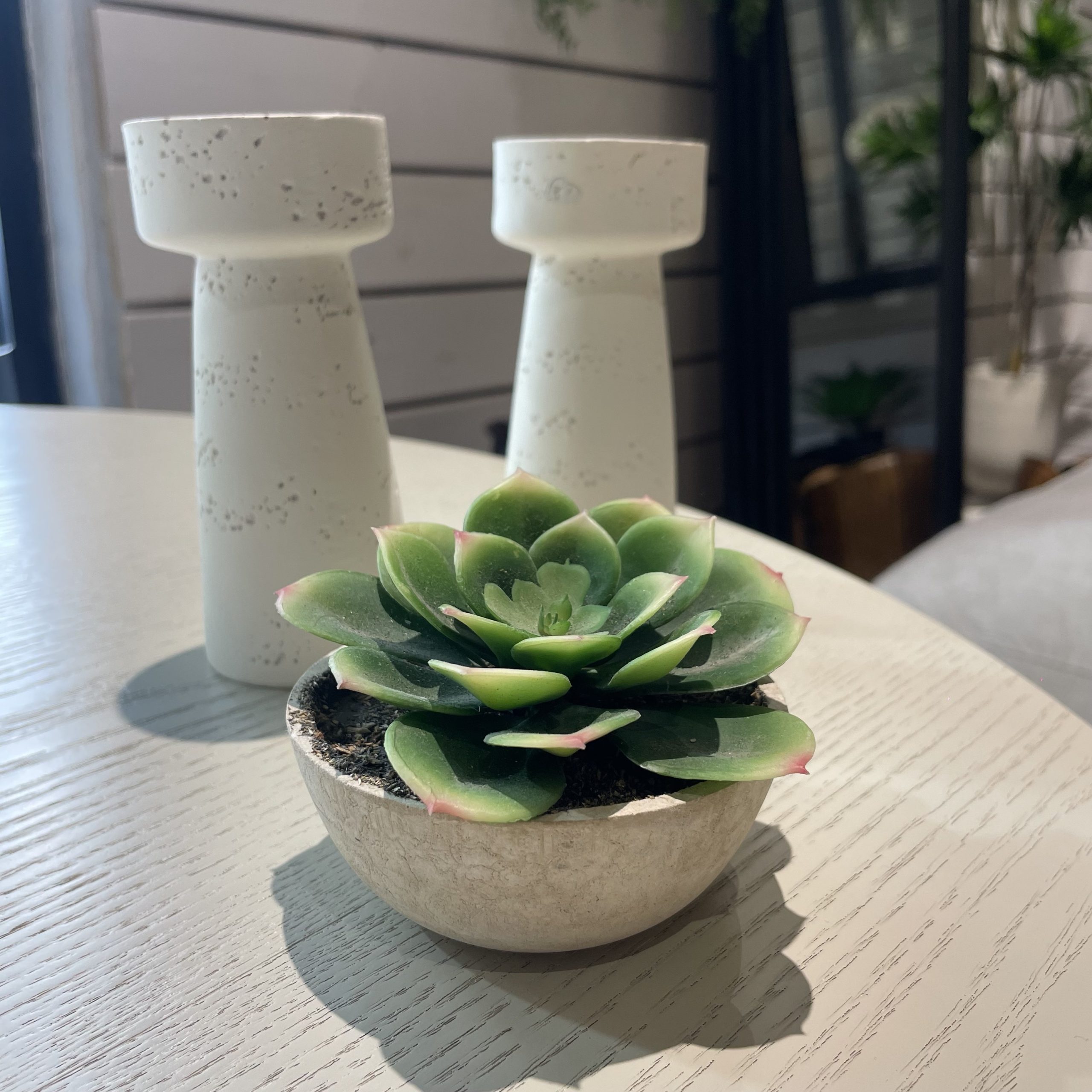 עציץ נוי מיני פרח לוטוס במבצע עציץ נוי מיני פרח לוטוס במבצע