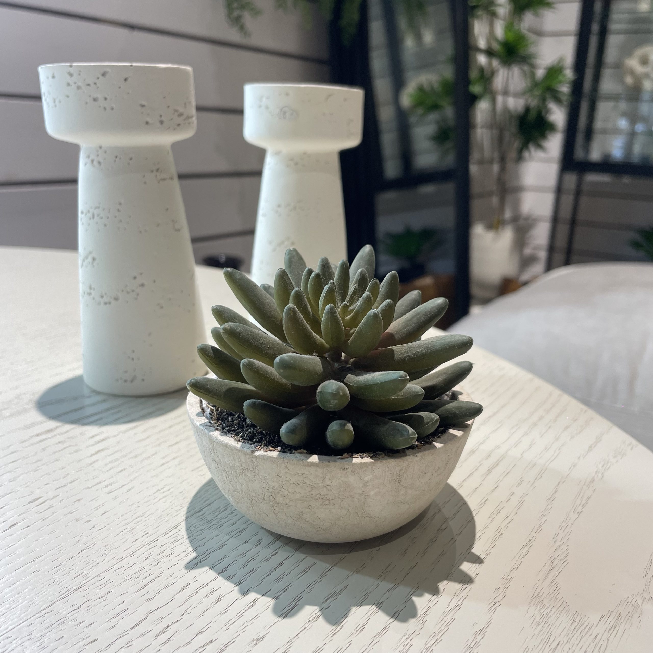 עציץ נוי מיני אלוורה במבצע עציץ נוי מיני אלוורה במבצע